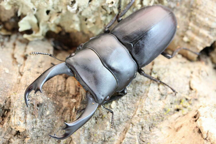 ライヒヒラタクワガタクワガタ飼育記