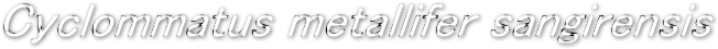 Cyclommatus metallifer sangirensis